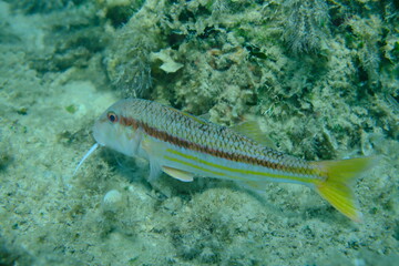 Striped red mullet or surmullet (Mullus surmuletus) undersea, Aegean Sea, Greece, Alonissos island, Chrisi Milia beach