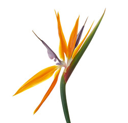 Strelitzia reginae flower with leaves, Bird of paradise flower, Tropical flower isolated on white...