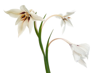 Gladiolus flowers, White gladiolus blooming on branch isolated on white background, with clipping path 