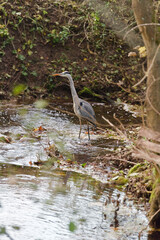 Reiher an einem Bach im Wald