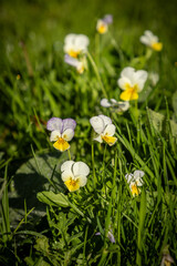 Pretty viola tricolor flowers blooming in the morning sunshine