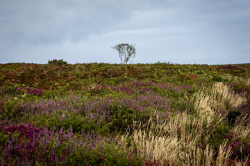 Heather growing on a moor in Cornwall, on an overcast summer's day