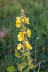 A close up of a verbascum thapsus in bloom in summertime