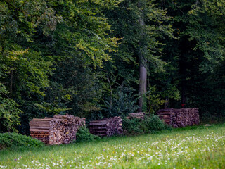 Brennholz lagert auf einer Wiese mit sehr alten Obstbäumen © focus finder