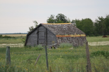 derelict decaying barn in a meadow near crop fields
