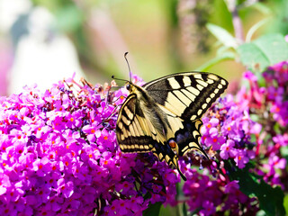 common yellow swallowtail perching on blossoms