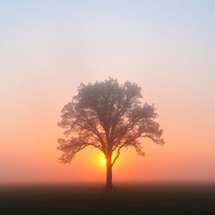 fog in nature