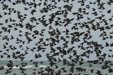 starlings, murmuration, sturnus, sturnus vulgaris, starling, flock, flying, flight, birds, south uist, outer hebrides, scotland, wildlife, nature, sky, UK, 