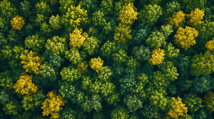 Fototapeta premium top view of green forest natural area environment plants an extreme wide shot of tree landscape abstract ecosystem ecology ecosystem fresh spring covered in greenish background