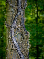 Obraz premium Efeu am Baumstamm