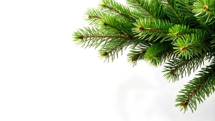 Obraz premium Branch, paw of a green spruce tree isolated on a white background for use in a design with a meth for text.