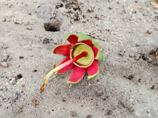 Mangrove apple flowers on the beach (Sonneratia caseolaris). Mangrove Apple or Cork tree flowers.