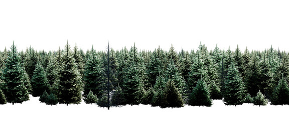 Tall coniferous trees in a dense forest isolated on transparent background