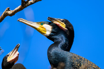 巣の中のカワウ親子
