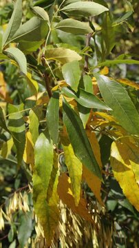 Bright Yellow And Green Leaves On A Tree Branch, Capturing The Essence Of Autumn And Natural Beauty Under Sunlight. Vertical.