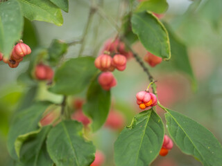 Nahaufnahme von kleinen Zweigen des Pfaffenhütchens (Euonymus europaeus) mit reifen roten Früchten.
