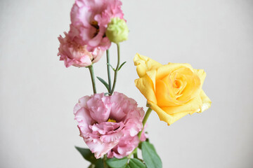 トルコ桔梗とばら