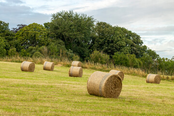 Round hay bales in green field with trees in background and a cloudy sky