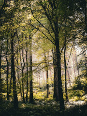 Light coming through the trees at  Goblin Combe, North Somerset, Bristol, England