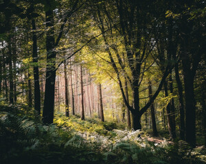 Sun rays coming through the green leaves and trees and Goblin Combe near Bristol, United Kingdom
