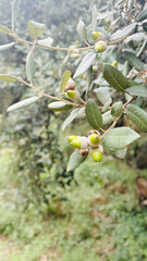 Acorn close-up on tree branch.