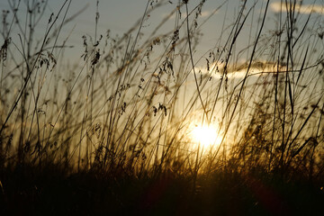 Beautiful sunset in meadow. Sun is setting below horizon. Dry autumn grass
