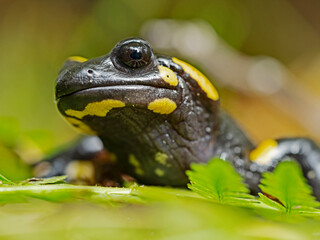 Fire Salamander, Feuersalamander (Salamandra salamandra)