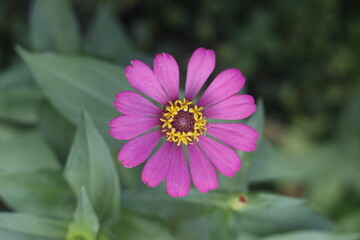 close-up shot from above a Purple Zinnia elegans (syn. Zinnia violacea)