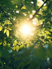 Obraz premium Sunlight Peeking Through Trees