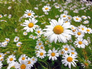 Color detail summer photography of field of daisies. Beautiful daisies in the grass. Green summer meadow full of blooming daisy flowers. Very beautiful. 