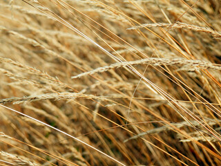 Color detail photography of dry golden grass meadow in summer