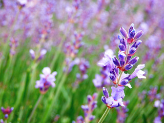 Color detail photography of lavender flower