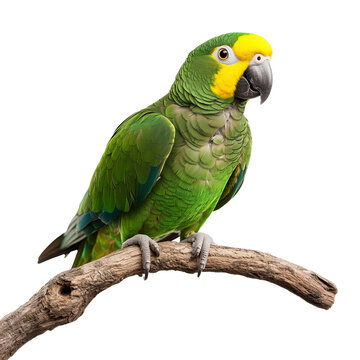 Green parrot perched on a tree isolated on transparent or white background
