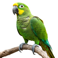 Obraz premium Green parrot perched on a tree isolated on transparent or white background 