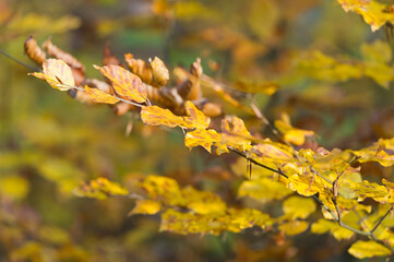 Goldener Oktober im Wald