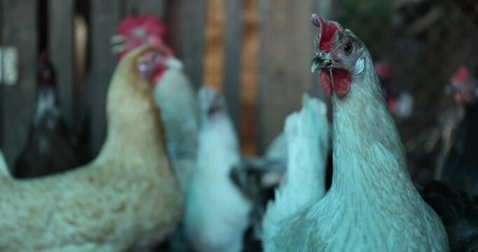 A vibrant group of chickens showcasing their stunning colors in a serene, picturesque farm environment