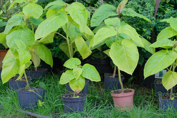 Seedlings Cyphomandra in a pots. Plants in garden. Seedling in green house. Spring.