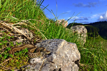 Obraz premium Wiesenotter, Karstotter // Meadow viper, Ursini's viper (Vipera ursinii macrops) - Nationalpark Biogradska Gora, Montenegro