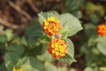 A shot From Above Lantana camara (common lantana) is a species of flowering plant within the verbena family (Verbenaceae)