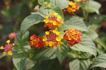 A shot From Above Lantana camara (common lantana) is a species of flowering plant within the verbena family (Verbenaceae)