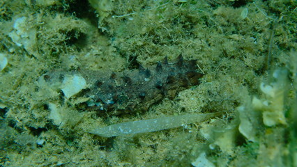 Sea cucumber cotton-spinner or tubular sea cucumber Holothuria (Holothuria) tubulosa on sea bottom, Aegean Sea, Greece, Alonissos island, Chrisi Milia beach