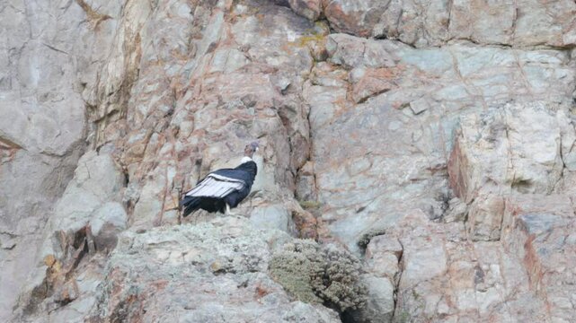 a low angle shot of andean condor perching on a ledge of a cliff in los glaciares national park of patagonian argentina