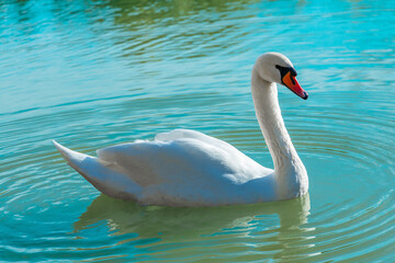 White swan in azure water close-up