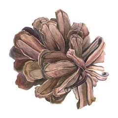 Watercolor illustration of pinecone. Drawing of botanical winter element on isolated background for creating a festive decor, holiday cards, invitations, posters, websites. Part of evergreen tree.