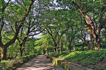 Fototapeta premium Santiago de Compostela, Galizia, il Parque della Alameda - Spagna