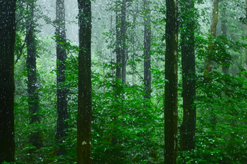 Fototapeta premium forest in the morning