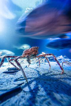 タカアシガニ様確認ページ タカアシガニ Images – Browse 131 Stock Photos, Vectors, and