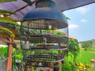 Broken bird cages from Bamboo and Iron