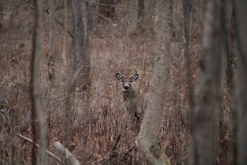 White Tailed Buck With Antlers During Rutting Season