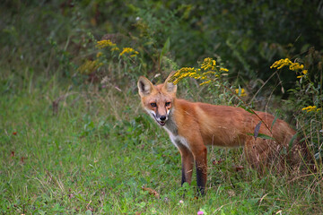 Red Fox Smiling in a Meadow of Wild Flowers